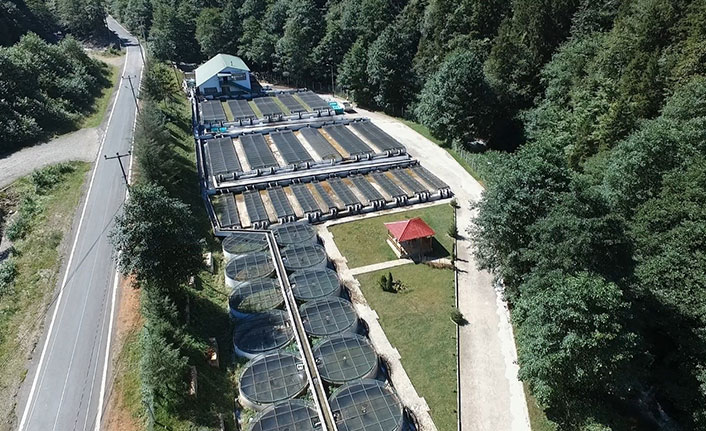 Trabzon'da yetiştirilip Türkiye'nin dört yanında doğaya can oluyorlar