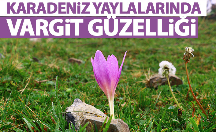 Doğu Karadeniz yaylalarında vargit çiçeği güzelliği