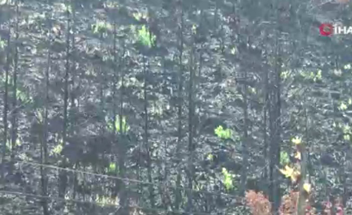 Kül olan ormanlar yeniden yeşeriyor