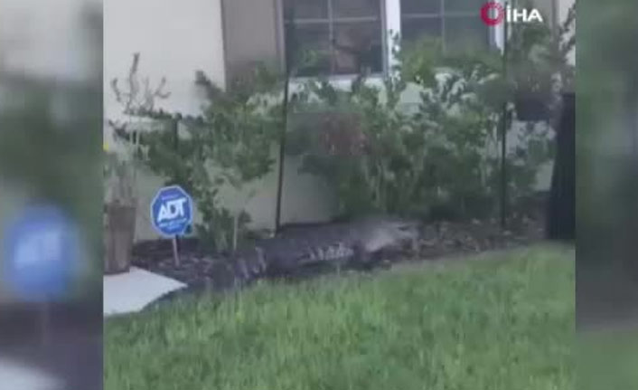 Bahçesine timsah girdi, çöp kovasıyla yakaladı