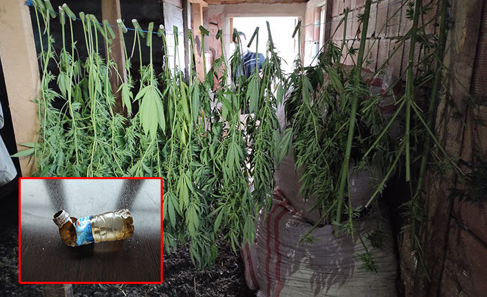 Trabzon'da kenevir operasyonu