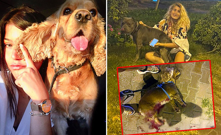 Tasmasız pitbull, saldırdığı köpeği öldürdü