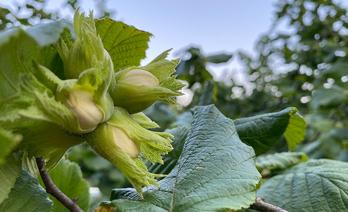 Trabzon'da fındık üreticilerine fidan temin edilecek