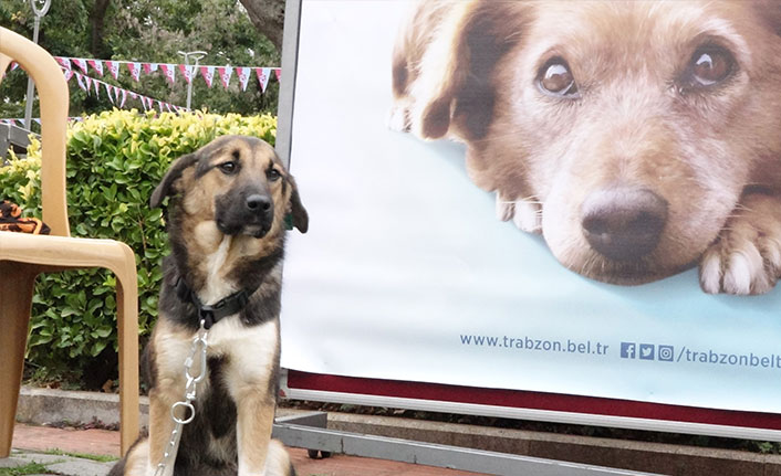 Hayvanseverlerden çağrı: Bakamayacak olan almasın