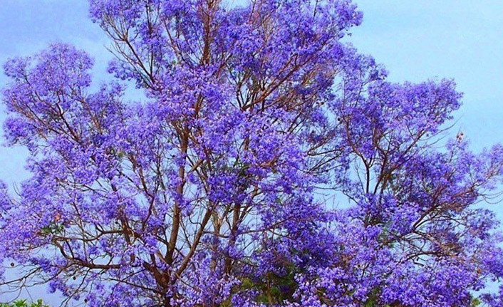 Trabzon'da bal ormanları oluşturulacak