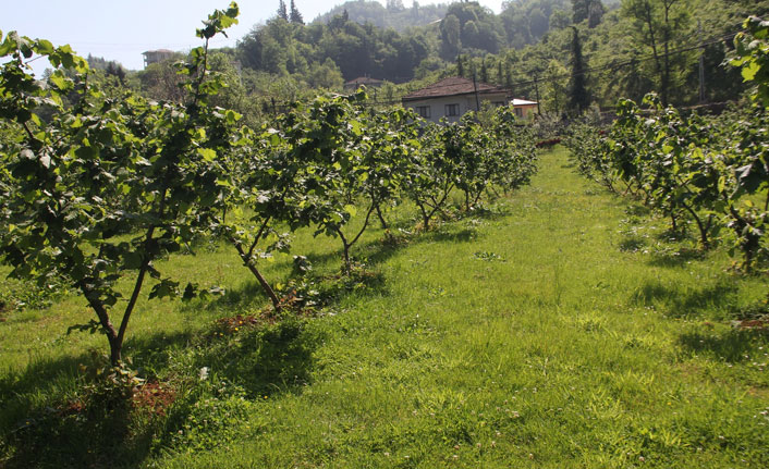 Fındık üreticilerine hasat sonrası uyarısı