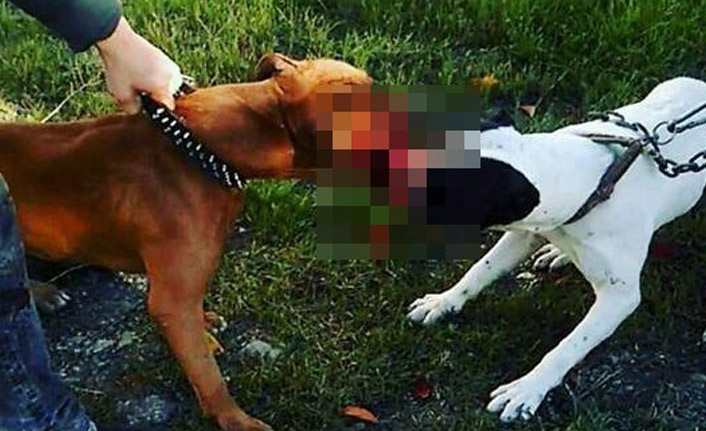 Hayvanlara eziyet eden 17 kişiye ceza