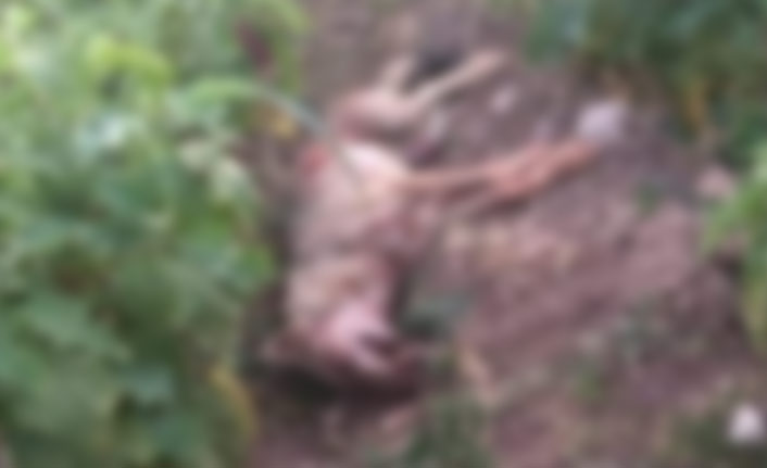 Kurt saldırdı ağır yaralandı