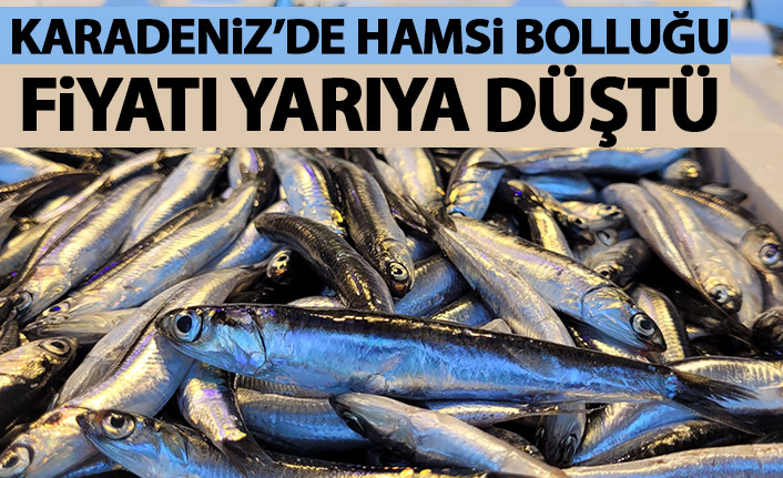 Karadeniz'de hamsi bolluğu; fiyatı yarıya düştü