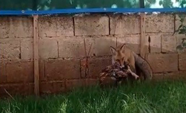  Tilki tavuğu böyle kaçırdı