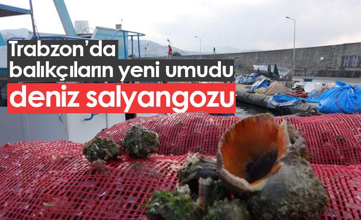 Balıkçılar palamut olmayınca deniz salyangozuna yöneldiler