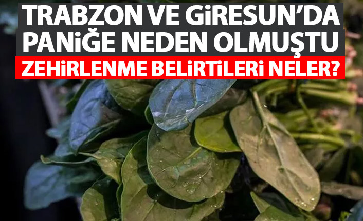 İşte Trabzon ve Giresun'da paniğe neden olmuştu, arkasından güzelavrat otu çıktı!