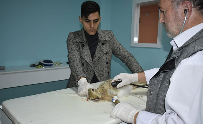Otomobilin çarptığı tavşan tedavi edildi