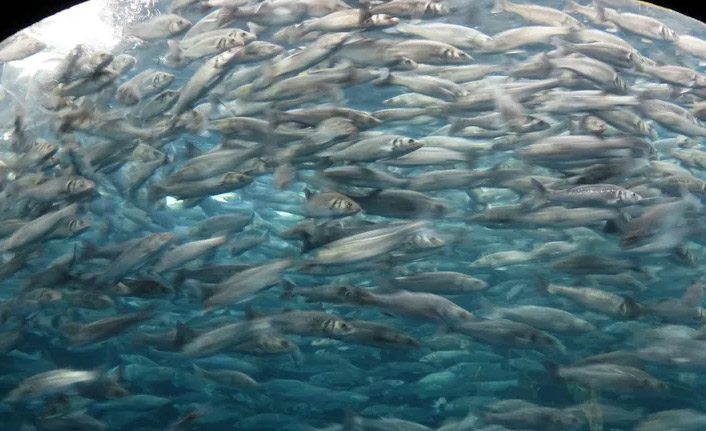 “Balıklar sahildeki binalar yüzünden göçtü”