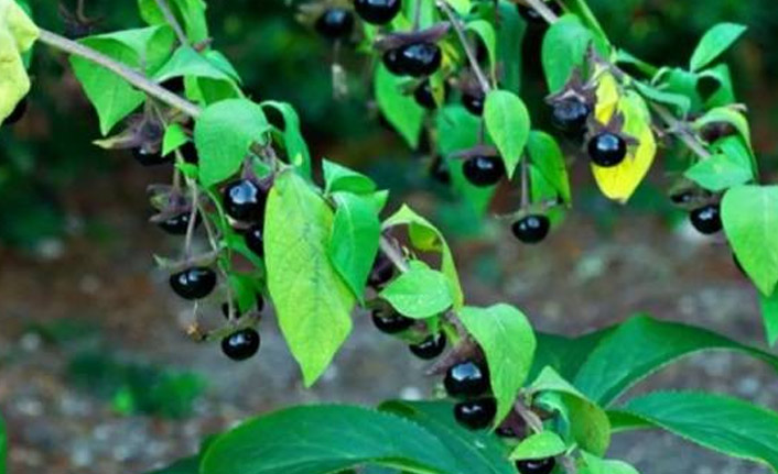 Gündeme oturan Güzelavrat otunun zararı kadar yararı da var