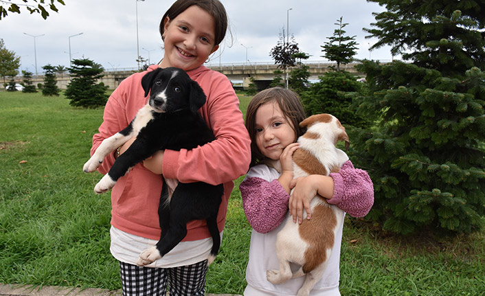 Trabzon'da sahipsiz köpekler sıcak yuvaya kavuşuyor