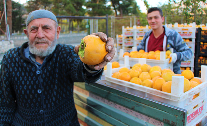 Yeni sarı altın cennet hurması