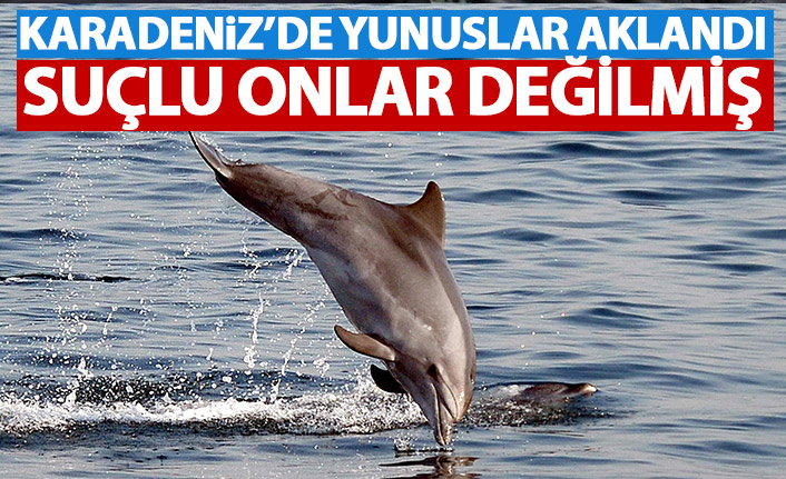 Karadeniz'deki yunus balıkları aklandı