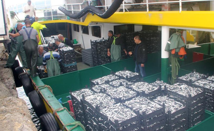 Hamsi bollaştı, fiyatlar düştü