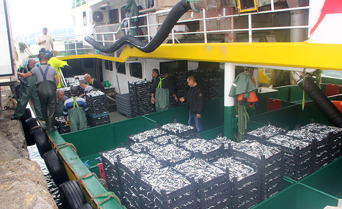 Kastamonu'da hamsinin fiyatı 10 TL'ye düştü