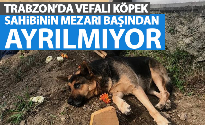 Trabzon'da vefalı köpek sahibinin mezarı başından ayrılmıyor
