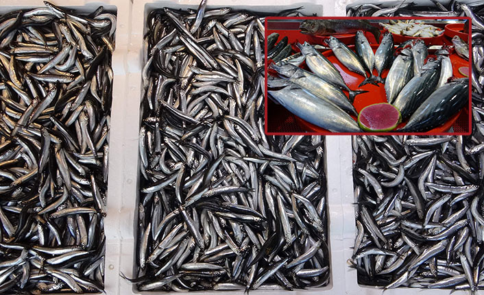 Av yasağı hamsiye yaradı! Palamutta ise...