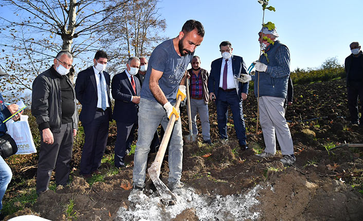 Trabzon'da örnek fındık bahçesi Akyazı’da hayata geçti