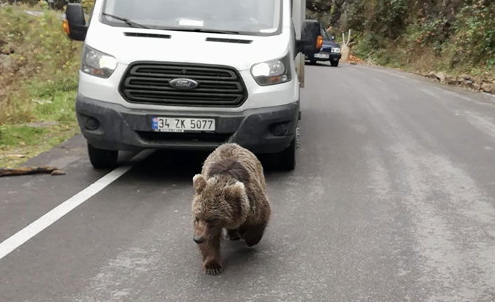 Yomra'da aç kalan yavru ayı mahalleye indi