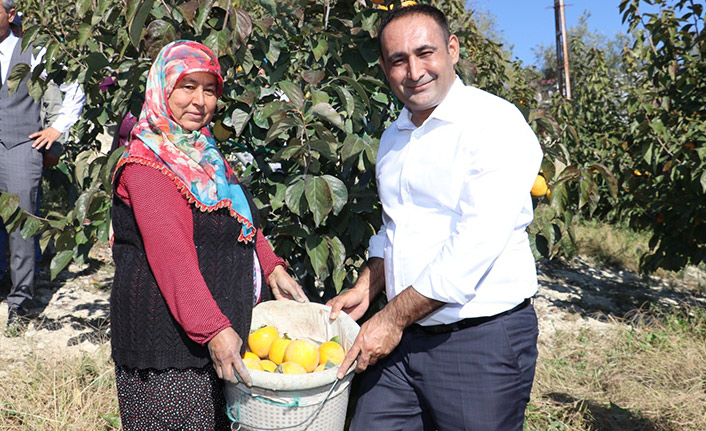 Trabzon hurmasının ilk hasadı yapıldı