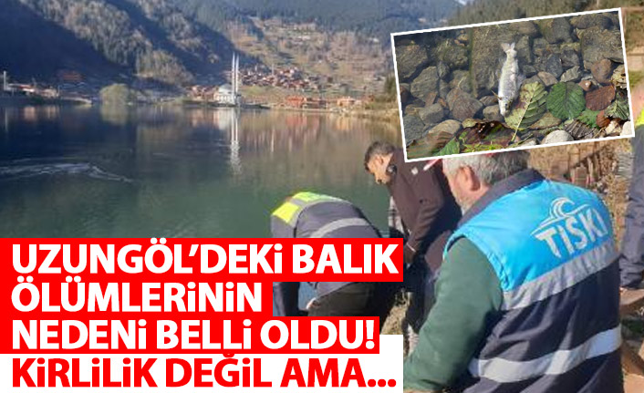 Uzungöl'deki balık ölümlerinin nedeni belli oldu!