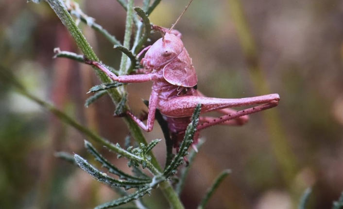 Hakkari'de 24 yeni çekirge türü