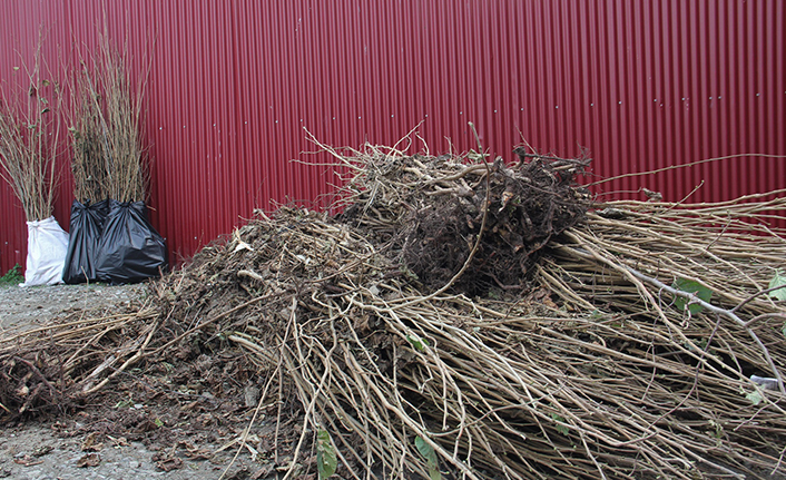 Trabzon'da 40 bin fındık fidanı dağıtıldı