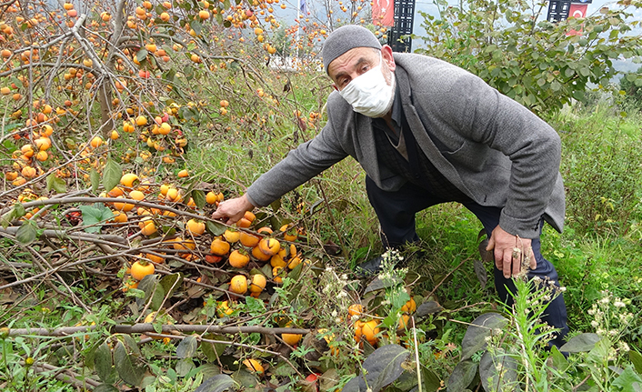 Trabzon'da meyve çok verince dallar ağırlığa dayanamadı
