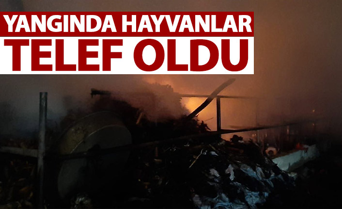 Bayburt'ta yangında hayvanlar telef oldu
