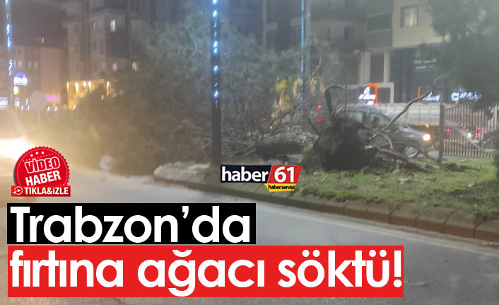 Trabzon'da fırtına ağacı söktü!