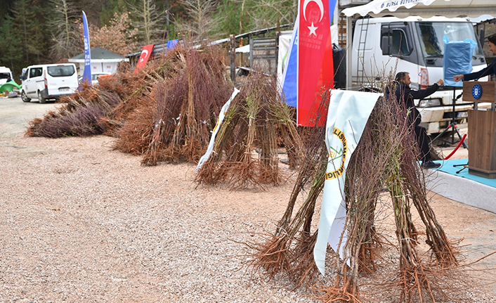 Trabzon hurması Uludağ çileğine rakip olacak
