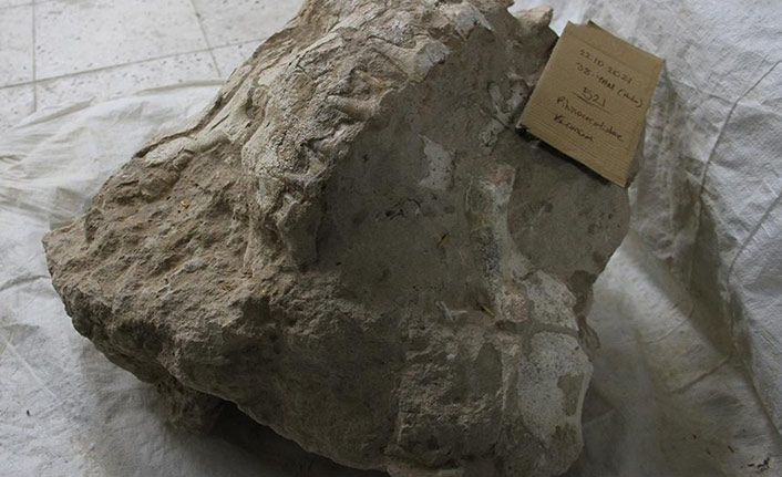 Kayseri'deki gergedan kafatası bulundu