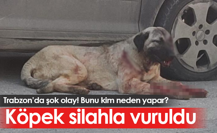 Trabzon'da bir köpek silahla vuruldu
