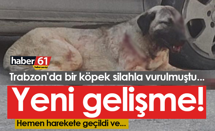 Trabzon'da silahla yaralanan köpek olayında yeni gelişme