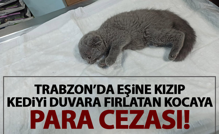 Trabzon'da eşine kızıp kediyi duvara fırlatan kocaya 1500 TL ceza