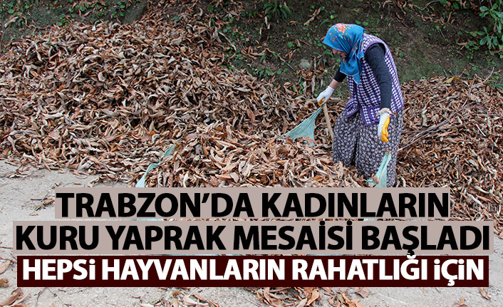 Karadeniz kadınının kuru yaprak mesaisi