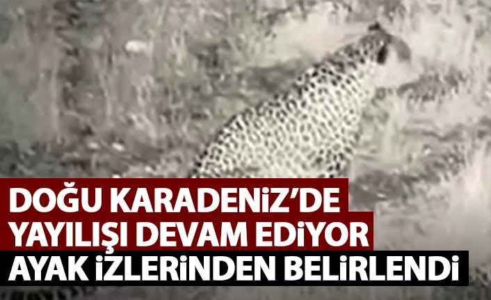 Doğu Karadeniz'de yayılış gösteriyor! Ayak izlerinden belirlendi