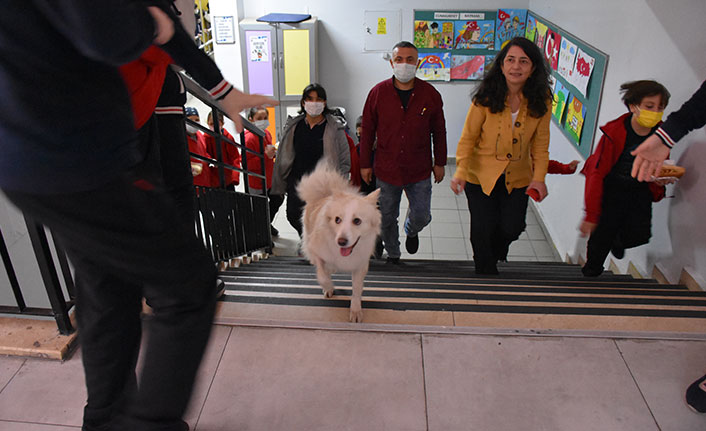Trabzon'da öğrenciler "Krema" adlı köpeğin ameliyatı için seferber oldu