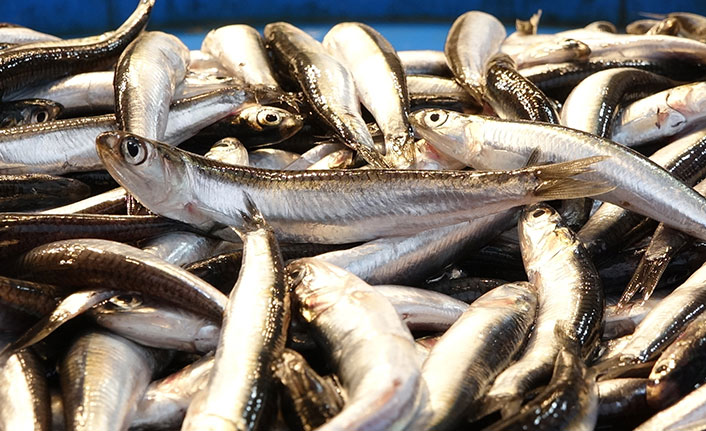 Hamsi avcılığı dibe vurdu, fiyatı 6 kat arttı