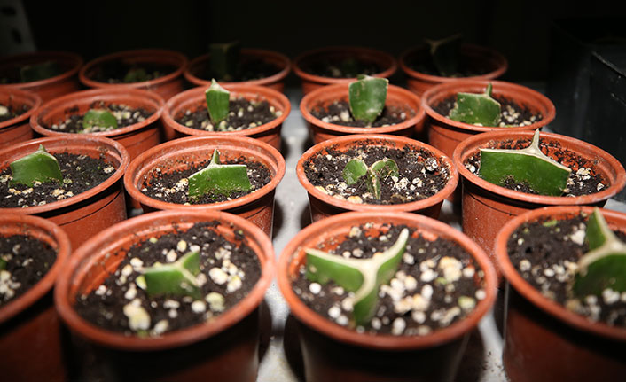 Ordu tıbbi ve aromatik bitki yetiştiriciliğinde öne çıkacak