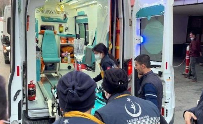 2 pitbull mini Asiye Ateş'e saldırdı