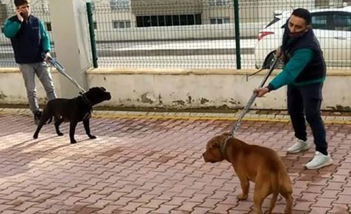 Pitbull dehşetinde yeni gelişme! 3 kişi tutuklandı