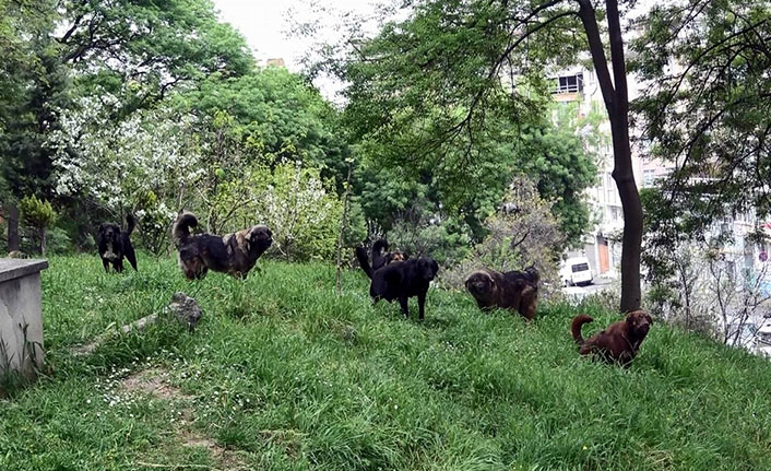 KTÜ'lü Profesörden başı boş köpek uyarısı! "Yasal düzenleme şart"