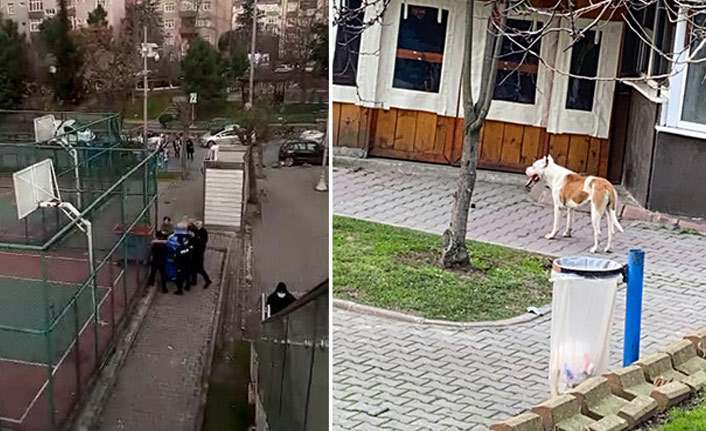 İstanbul'da pitbull saldırısı: 2 yaralı