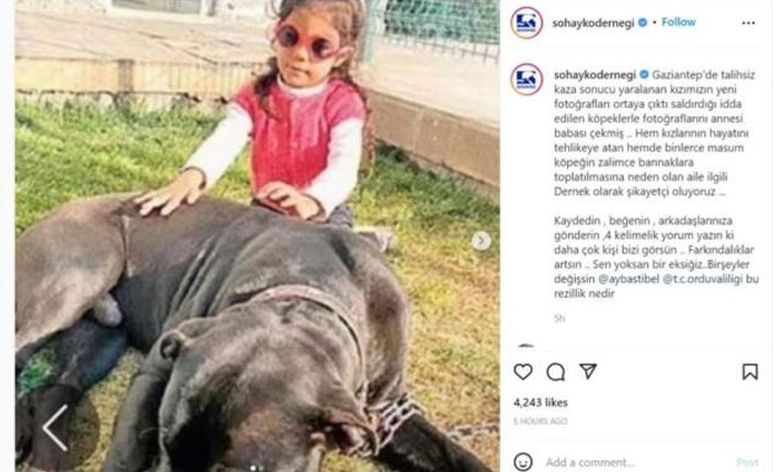 Sokak hayvanlarını koruma ve yaşatma derneğinden tepki çeken hareket